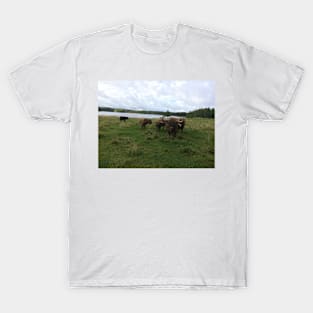 Scottish Highland Cattle Bulls 1533 T-Shirt